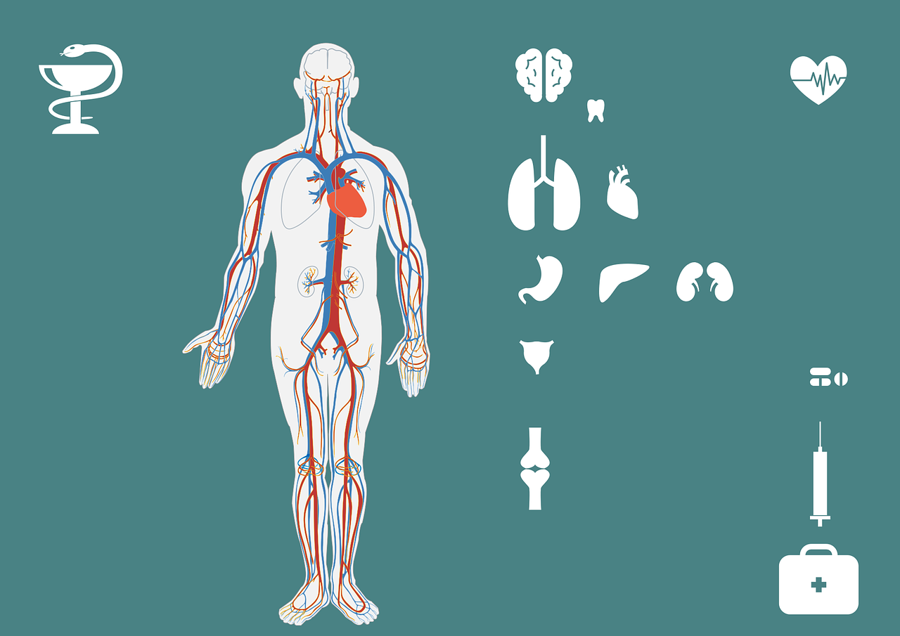 Grafika przedstawiająca organy człowieka